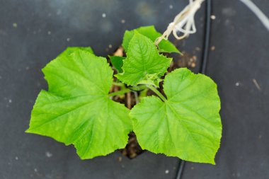 Baharda sera koşullarında genç salatalıklar..