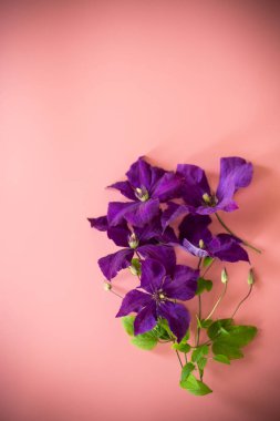 Clematis 'li bayram kartı ve pembe arka planda boş alan.