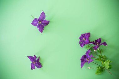 Tebrik arkaplanında çiçek açan klematitler yukarıdan izole edildi.