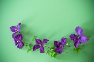 Düz arkaplanda yukarıdan narin mor klematis.