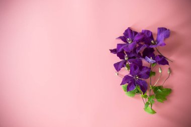 Pembe arka planda izole edilmiş mor klematis dalı. Tebrik etmek için boş alan..