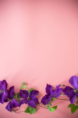 Pembe arkaplanda narin mor klematis üst görünümü.