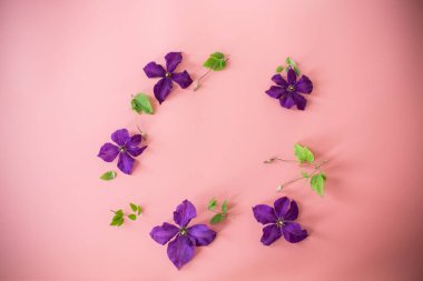 Clematis 'li bayram kartı ve pembe arka planda boş alan.