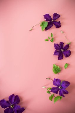 Clematis 'li bayram kartı ve pembe arka planda boş alan.