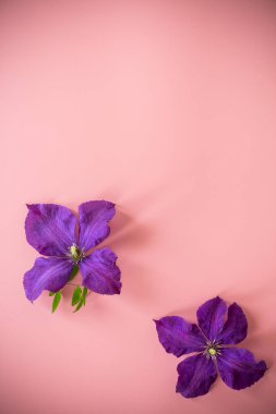 Pembe arkaplanda narin mor klematis üst görünümü.