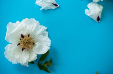 Mavi arkaplanda beyaz şakayık çiçeğinin üst görünümü.