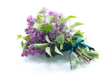 Beyaz arka planda beyaz ve mor leylak demeti.