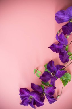 pembe arka planda mor klematis dalı.