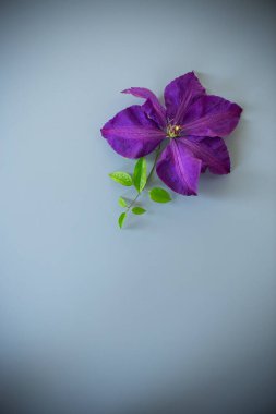 Gri arkaplan üzerinde mor klematis çiçeği ve boş alan.