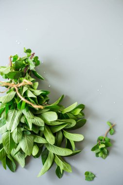 Tarafsız bir zemin üzerinde su damlaları olan taze yeşil nane..