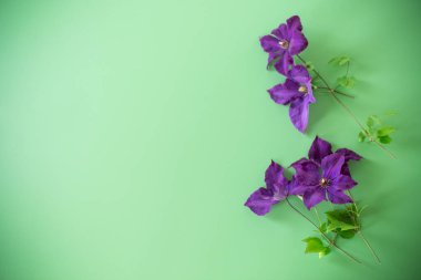 Düz arkaplanda yukarıdan narin mor klematis.