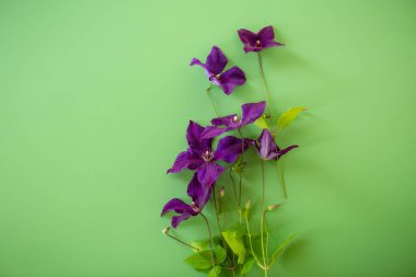 Mor yapraklı ve yeşillikli klematilerin yakın çekimi.