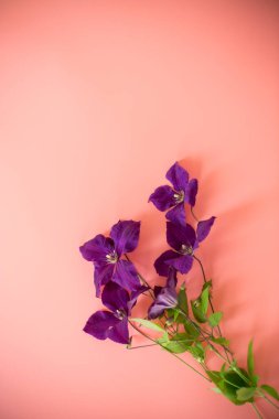 Pembe yapraklı klematitin izole bir dalı..