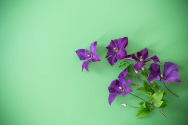 yukarıdan yeşil arkaplanda mor klematis dalı.