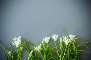 Gri arkaplanda bahar kardamlalarının çiçekli arkaplanı.