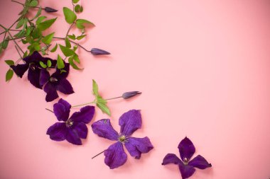 Pembe arka planda ince klematis yaprakları var..