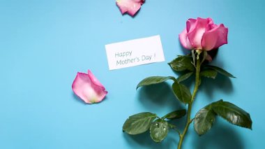 Mavi arkaplanda tek pembe gül izole edilmiş..