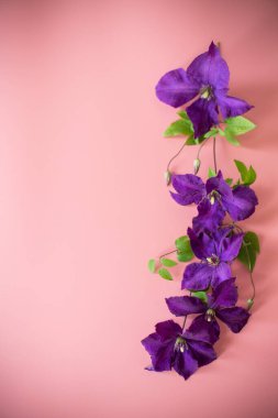 Pembe arkaplan üzerindeki metin için clematis dalı ve boşluk.