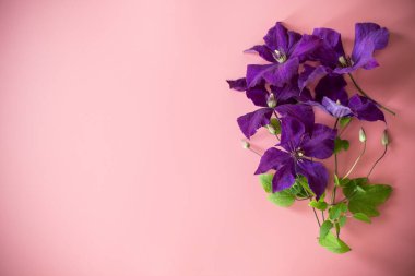 Açan klematis, pembe arka planda üst görüntüyü izole etti..