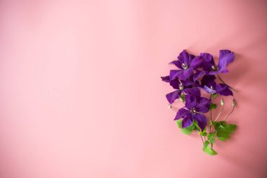 Pembe arkaplan üzerindeki metin için clematis dalı ve boşluk.