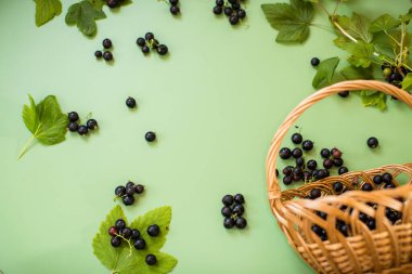 Yeşil arka planda kuşüzümü ve böğürtlen.