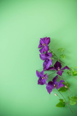 Düz arkaplanda yukarıdan narin mor klematis.
