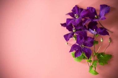 pembe arka planda mor klematis dalı.