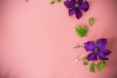 Pembe arkaplan üzerindeki metin için clematis dalı ve boşluk.