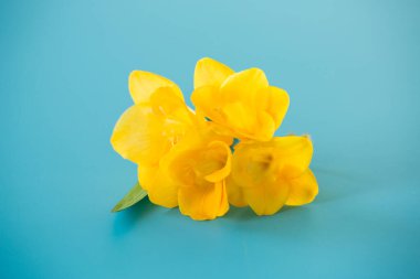 Sarı frezya çiçeğinin yakın çekimi.