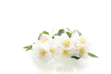 Beyaz arka planda izole edilmiş narin yasemin çiçekleri..