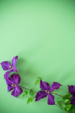 yukarıdan yeşil arkaplanda mor klematis dalı.