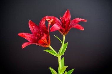 Siyah üzerine izole edilmiş iki kırmızı zambak..