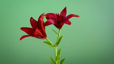 Temiz yeşil arka planda bir çift taze kırmızı zambak.