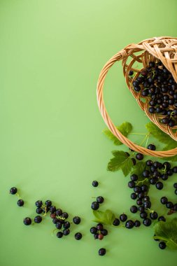 Yeşil arka planda olgun, sulu kuşüzümü..