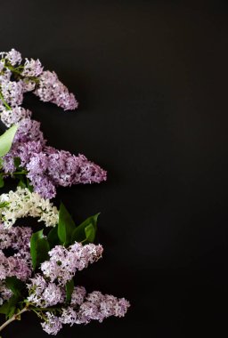 çiçek açan leylak çiçekleriyle siyah arkaplan.