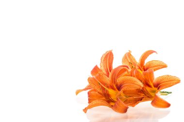 Yeşil saplı turuncu zambak çiçekleri izolasyonda.