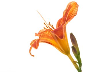 Arkaplansız turuncu zambakların çiçek düzenlemesi.