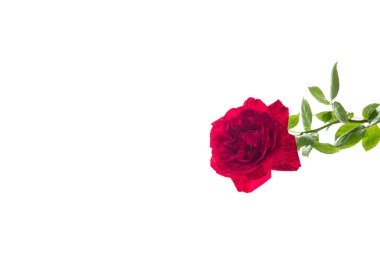 Aşk, tutku ve romantizmin sembolü.