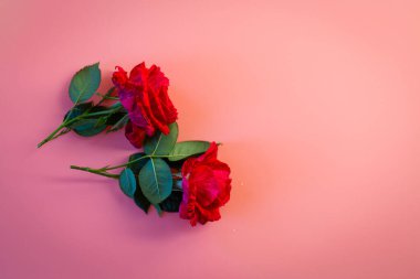 Pastel arka planda izole kırmızı güller.