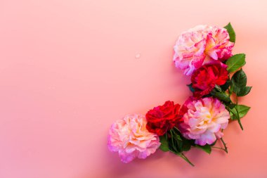 Minimalist dizaynlı zarif pembe güller.