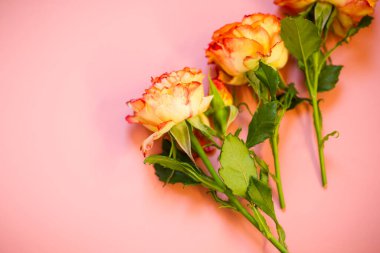 Pembe arka planda kırmızı renkli turuncu gül.