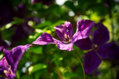 Güneşli arka planda parlak mor klematis çiçeği.