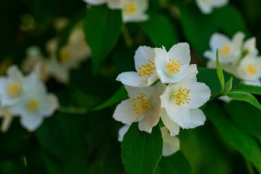 Yeşil yapraklı yasemin dalına yakın çekim.
