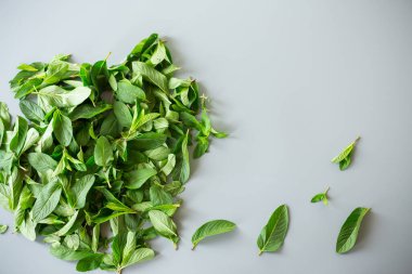 Gri desenli arka planda bir sürü taze aromatik nane..