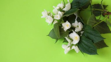 Yeşil destekli ve desenli yasemin tomurcukları.