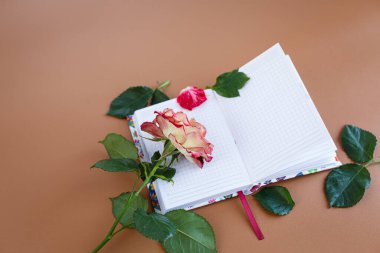 Romantik gül açık defter sayfalarında dinleniyor..