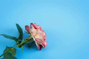 Mavi bir masanın üstünde uzanan güllerin yakın çekimi.