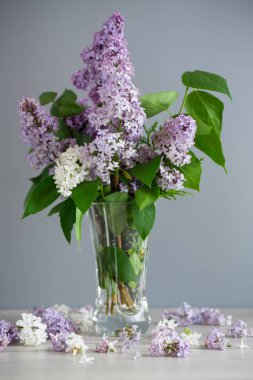 Gri bir arka planda vazoda güzel beyaz ve leylak bir dal..