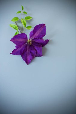 Açık arkaplanda mor klematitin yakın çekimi.