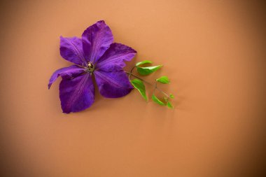 Tarafsız kahverengi arka planda klemati olan estetik bileşim.